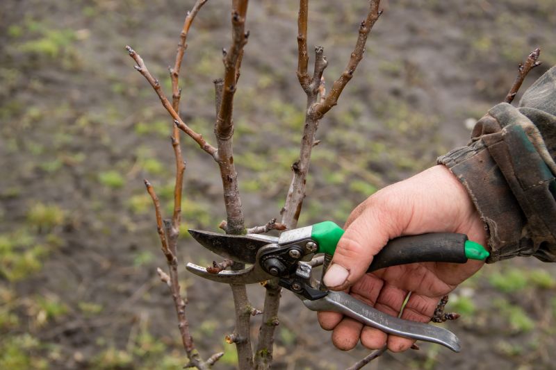 Bradford Pear Tree Pruning in San Jose, CA