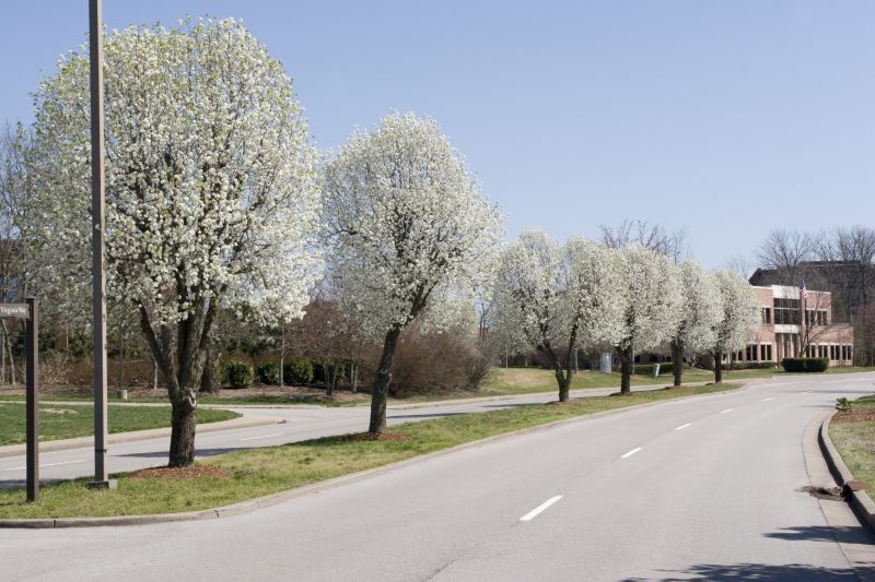 Bradford Pear Tree Pruning in Pottstown, PA