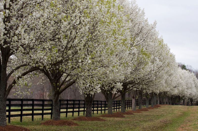 Bradford Pear Tree Pruning in Allentown, PA