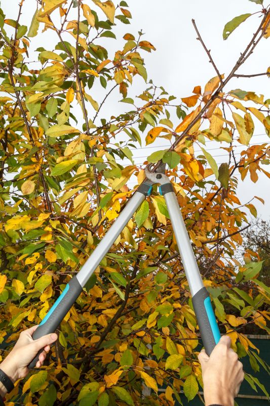 Branches Pruning in Doylestown, PA