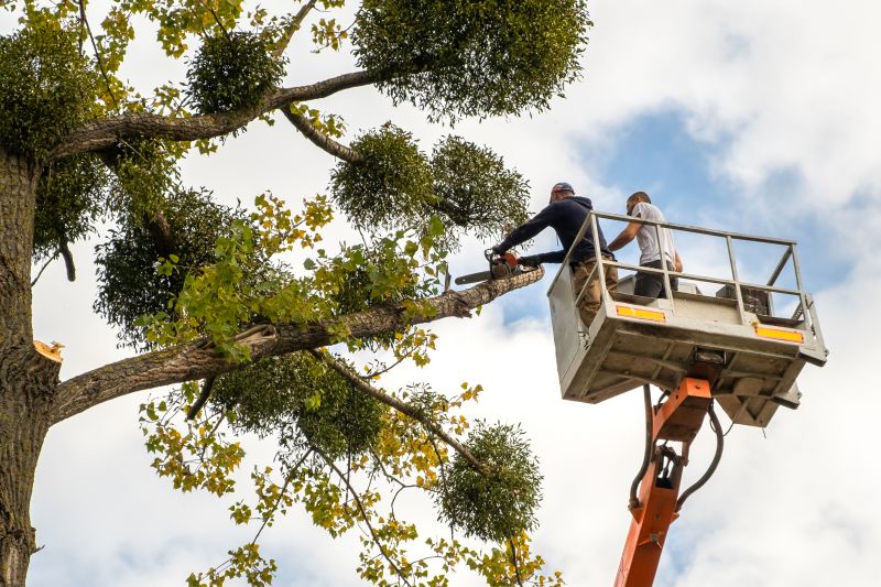 Cypress Tree Trimming in Pottstown, PA