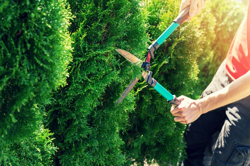 Hedge Removal Service in Rockwall, TX