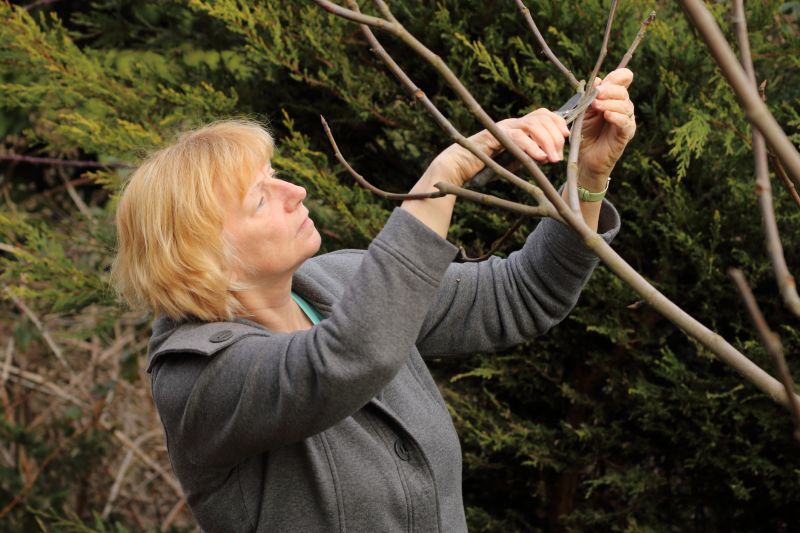 Pear Tree Pruning in Doylestown, PA