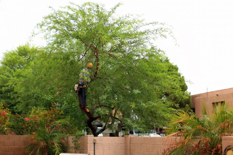 Residential Tree Service in Reno, NV