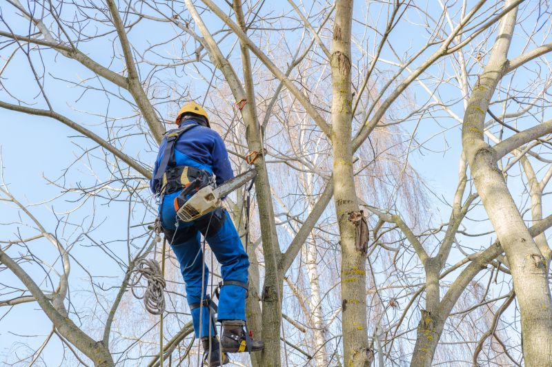 Tree Canopy Thinning in Doylestown, PA