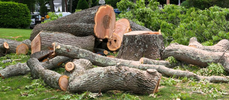 Apple Tree Removal in Reno, NV