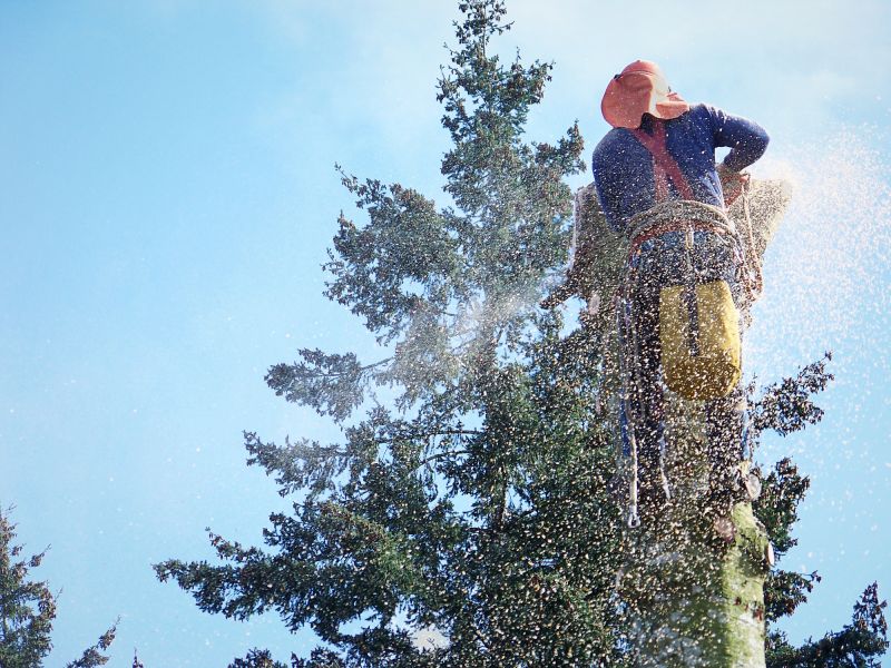 Apple Tree Removal in San Jose, CA