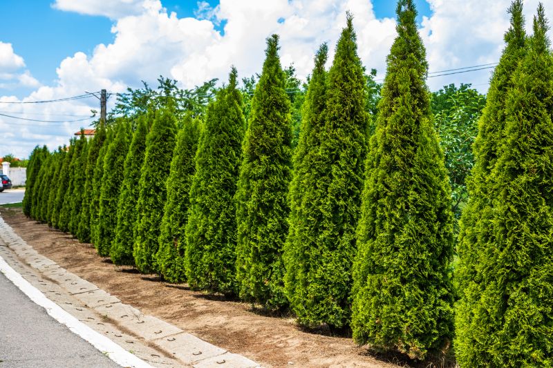 Arborvitae Pruning in Aiken, SC