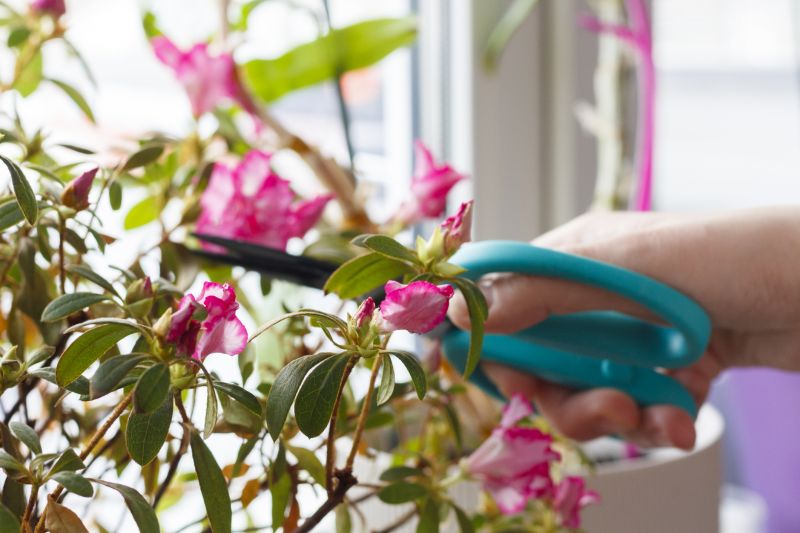 Azalea Pruning in Rockwall, TX