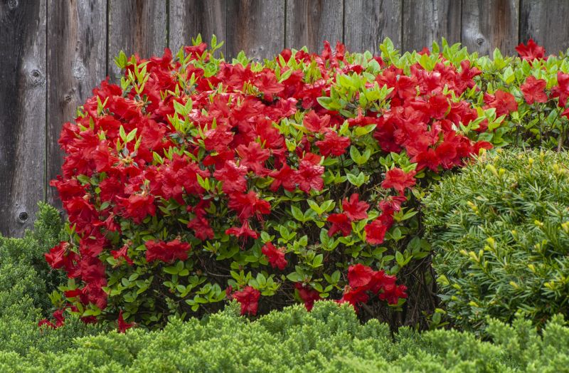 Azalea Pruning in Honolulu, HI