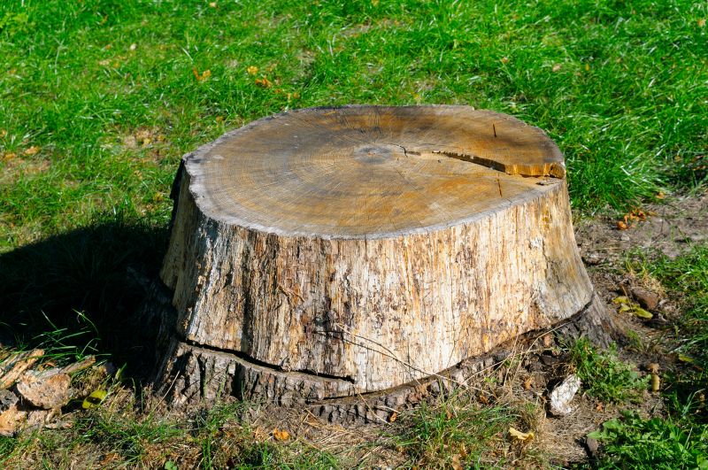 Bamboo Stump Removal in Calvert County, MD