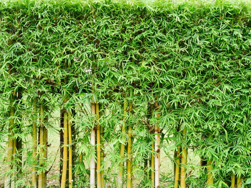 Bamboo Trimming in Aiken, SC