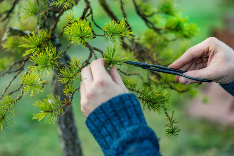 Birch Tree Pruning in Pottstown, PA