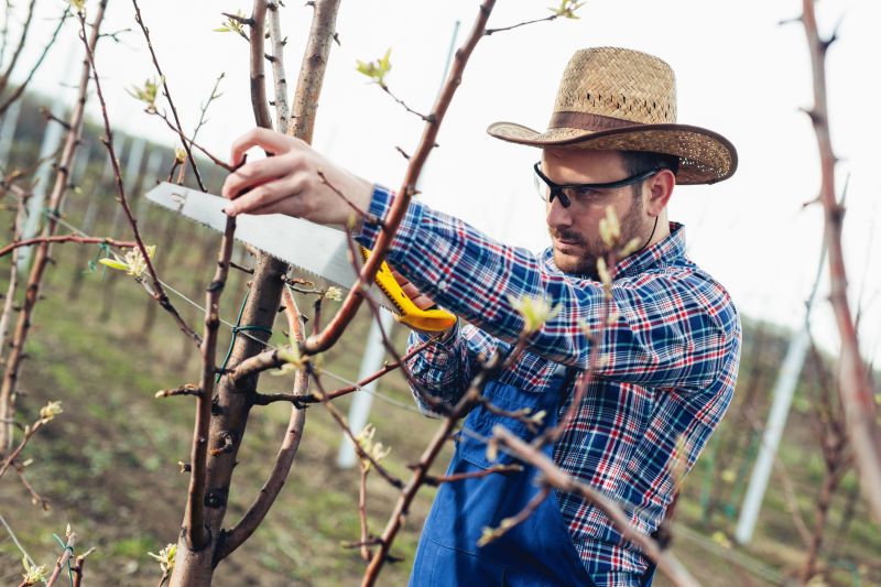 Birch Tree Pruning in San Jose, CA