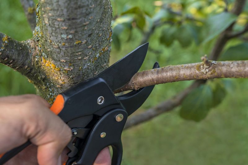 Birch Tree Pruning in Allentown, PA