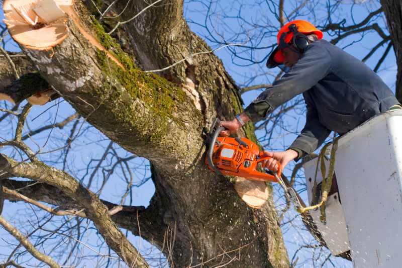 Birch Tree Removal in Allentown, PA