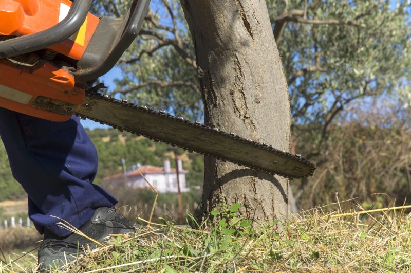 Birch Tree Removal in Reno, NV