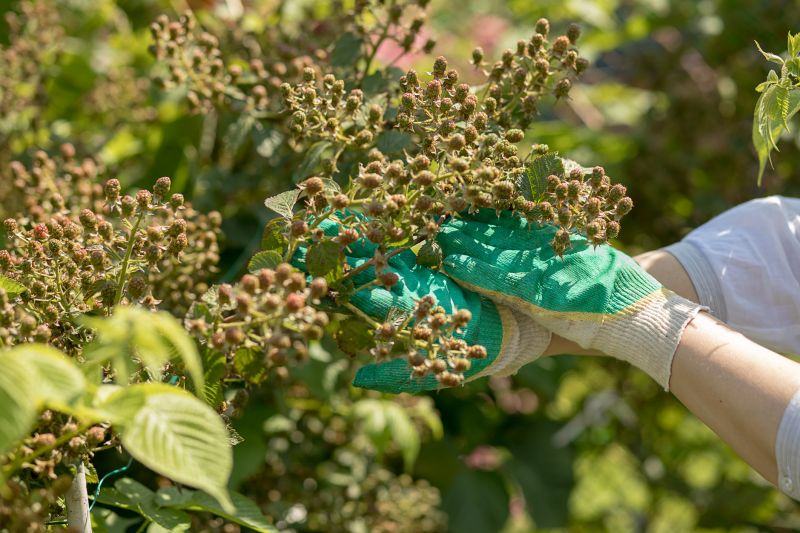 Blackberry Bush Removal in Rockwall, TX