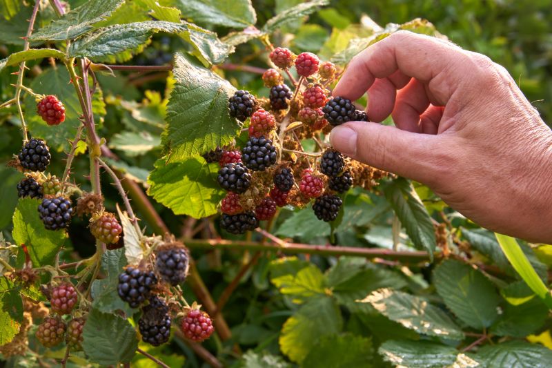 Blackberry Bush Removal in Aiken, SC