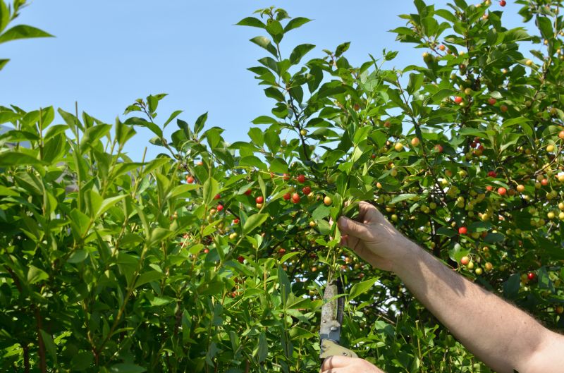 Branches Pruning in San Jose, CA