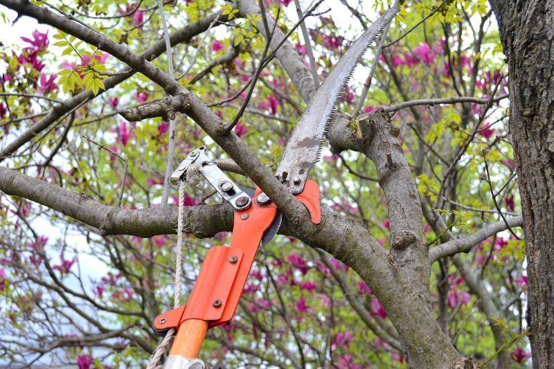 Branches Pruning in Pottstown, PA