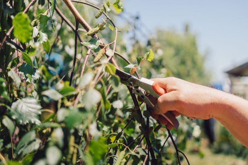 Branches Pruning in Allentown, PA