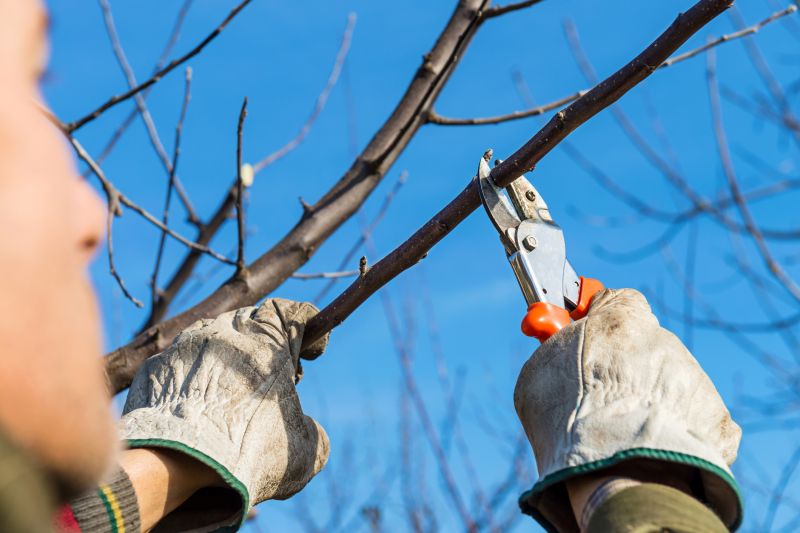 Branches Pruning in Reno, NV
