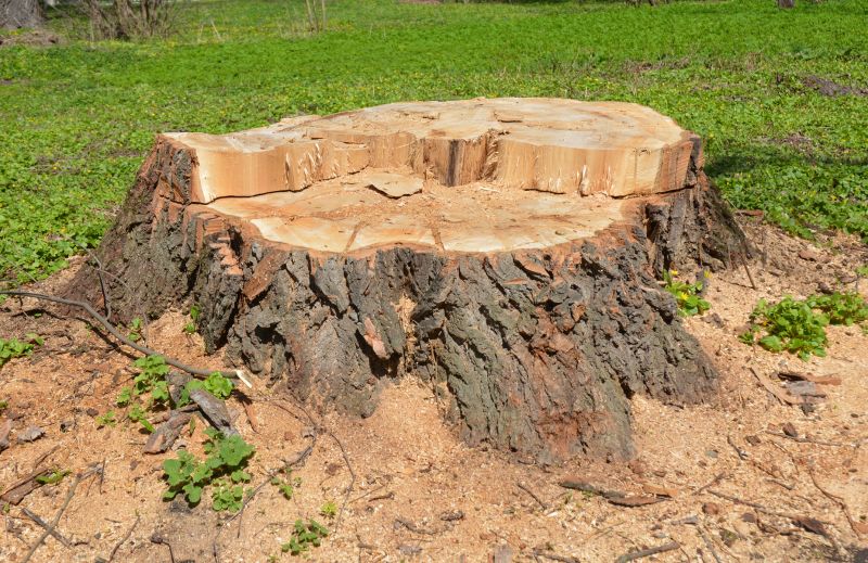 Bush Stump Grinding in Waldorf, MD