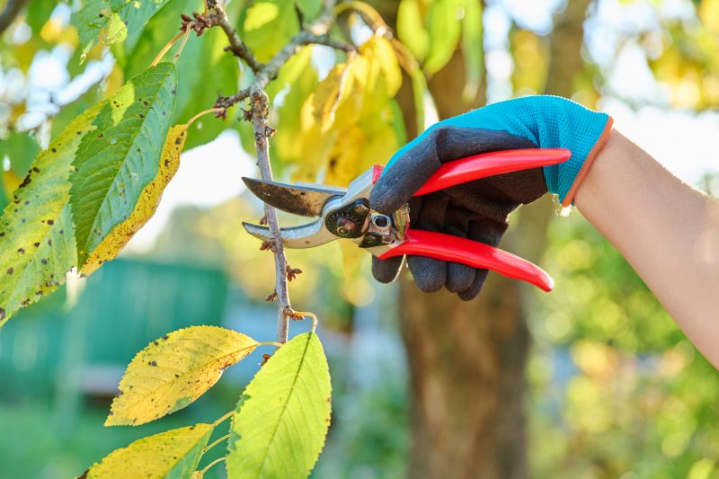 Canopy Pruning in Reno, NV