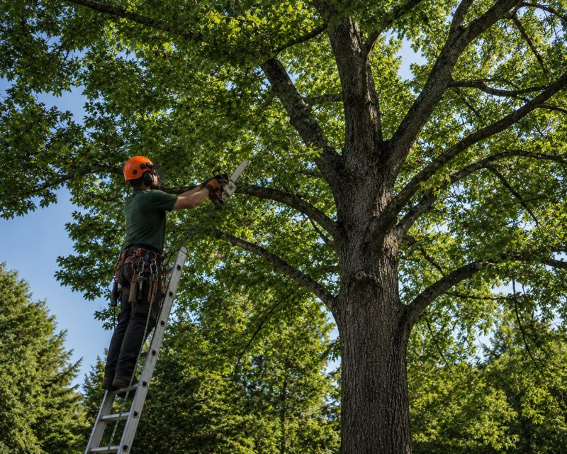 Canopy Pruning in Doylestown, PA