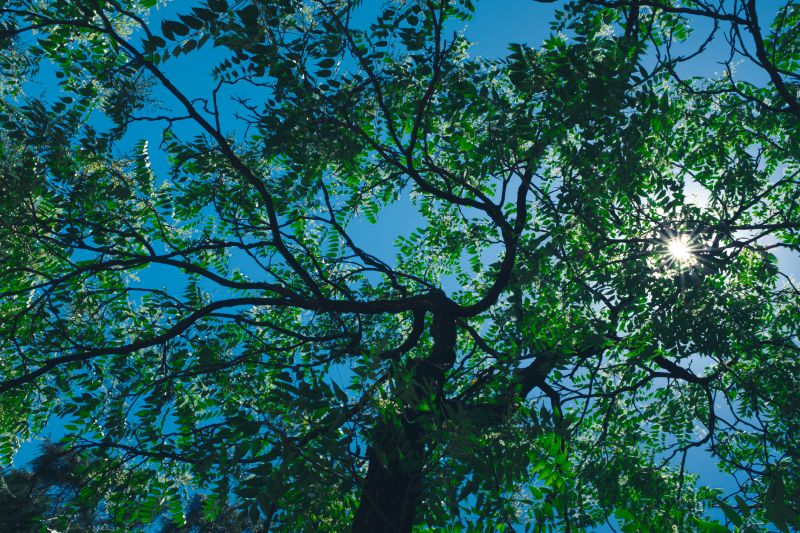 Canopy Pruning in Allentown, PA