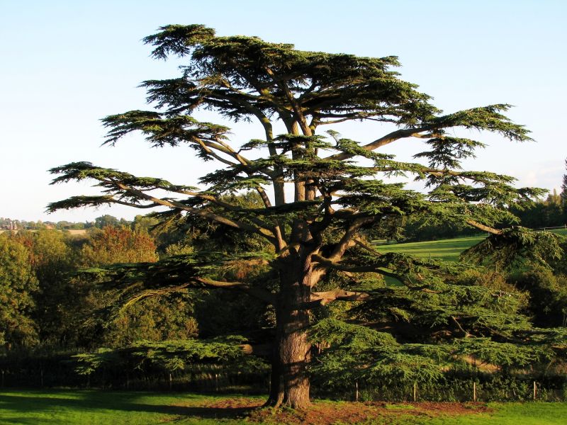 Cedar Tree Trimming in Allentown, PA