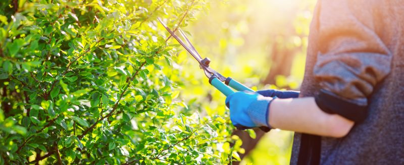 Commercial Shrub Trimming in Ventura County, CA
