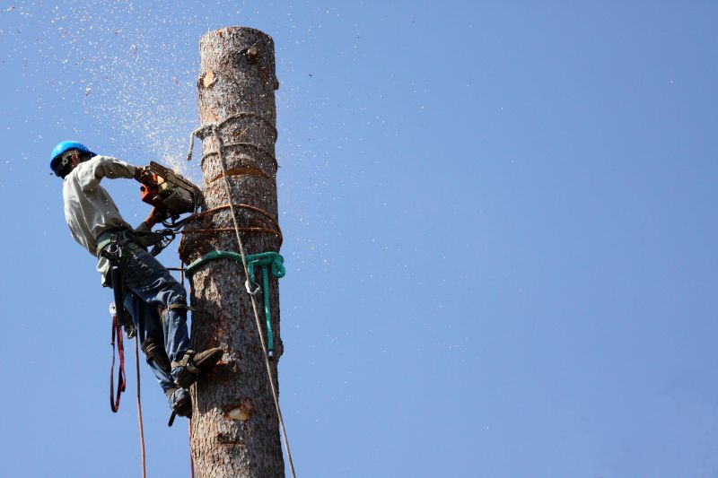 Commercial Tree Trimming in Denver County, CO