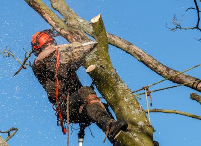 Commercial Tree Trimming in Pottstown, PA