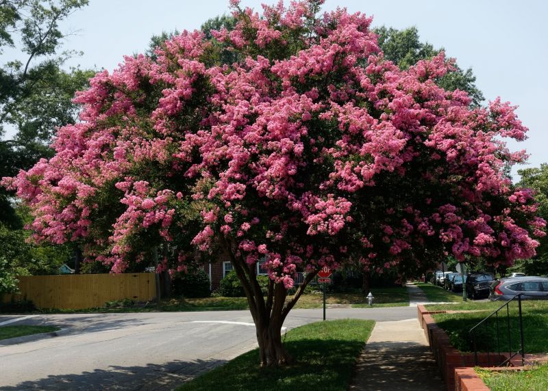Crape Myrtle Pruning in Rockwall, TX