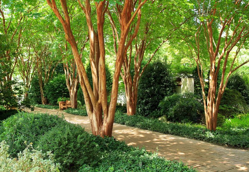 Crape Myrtle Pruning in Ventura County, CA