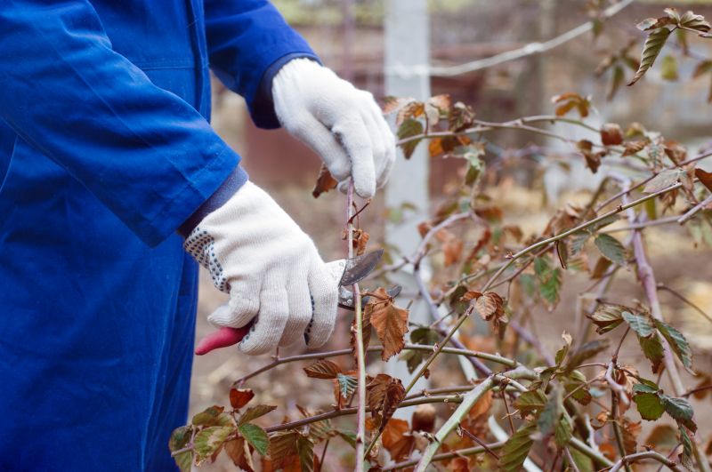 Crape Myrtle Pruning in Ventura County, CA