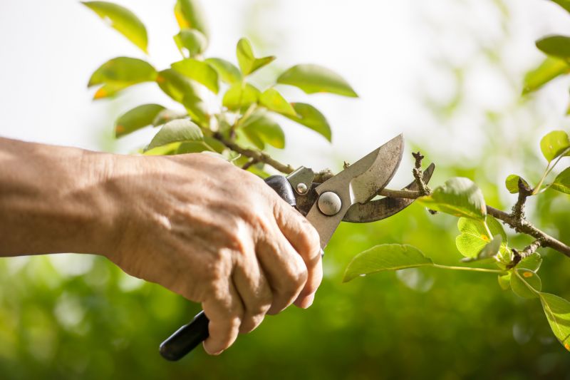 Crape Myrtle Pruning in Aiken, SC