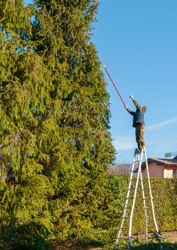 Cypress Tree Trimming in Pottstown, PA