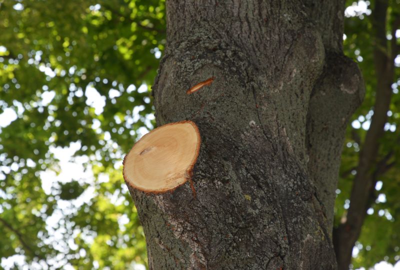 Dead Branch Removal in Allentown, PA