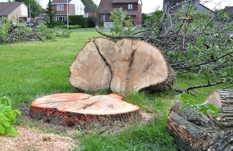 Dead Tree Removal in Allentown, PA