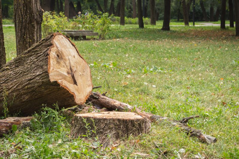 Dead Tree Removal in Reno, NV