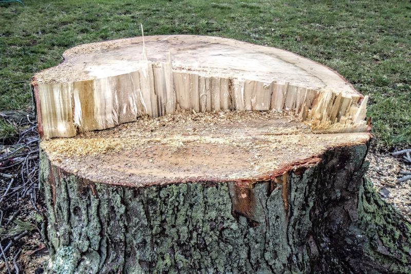 Dead Tree Removal in Doylestown, PA