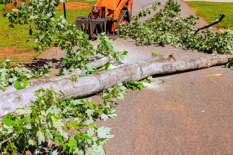Dead Tree Removal in Pottstown, PA