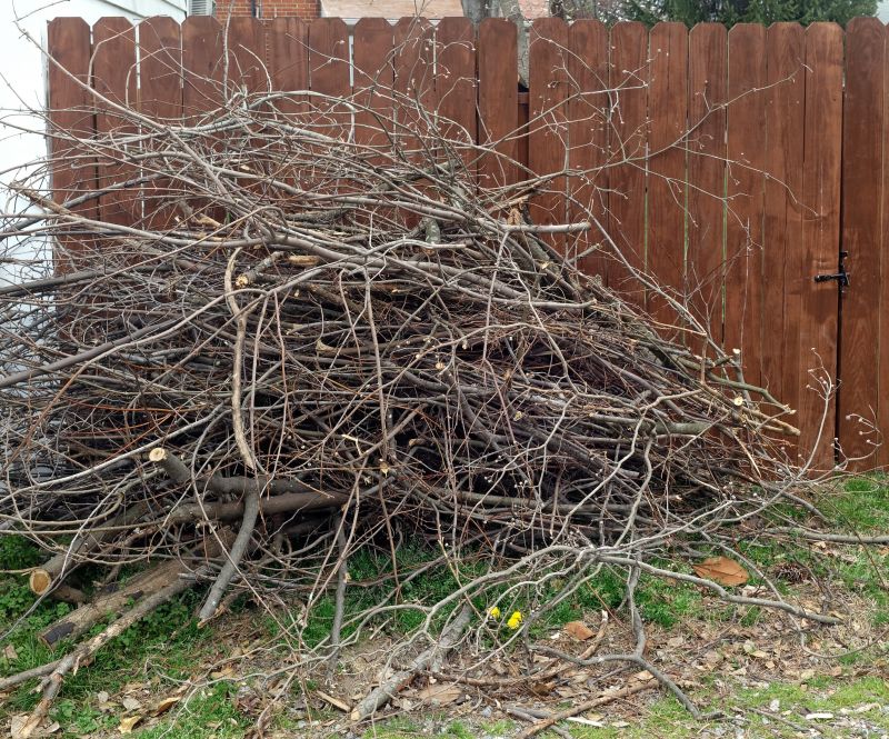Deadwood Removal in San Jose, CA