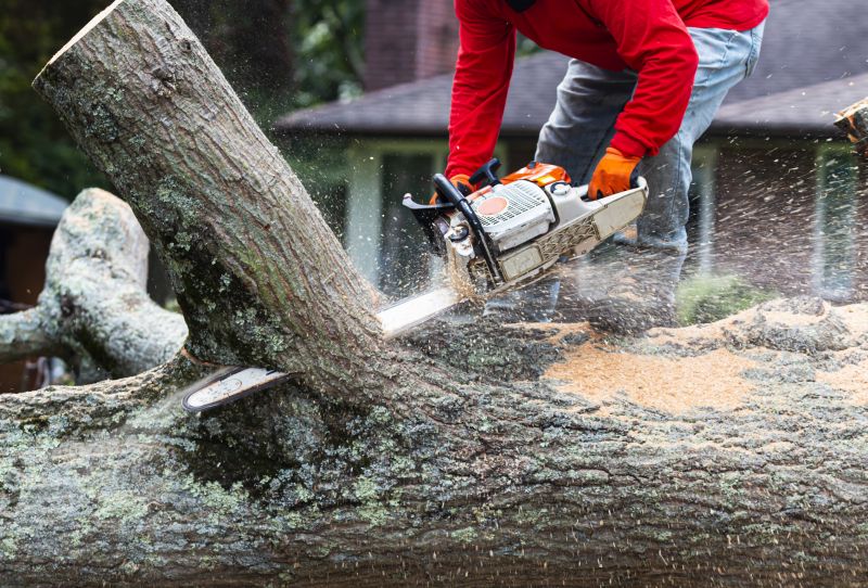 Deadwood Removal in Doylestown, PA