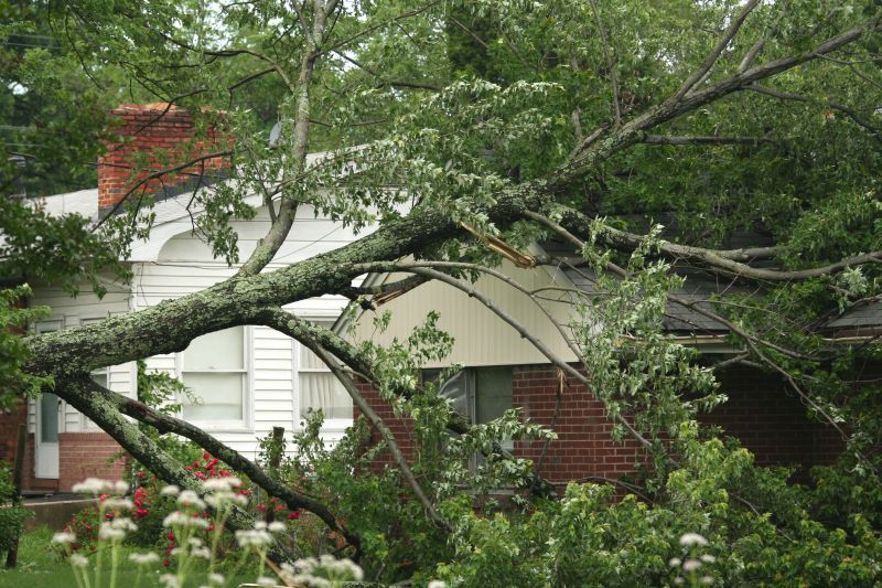 Fallen Tree Removal in San Jose, CA