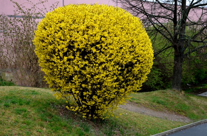 Forsythia Pruning in Ventura County, CA