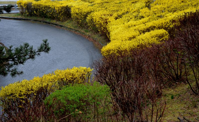 Forsythia Pruning in Aiken, SC
